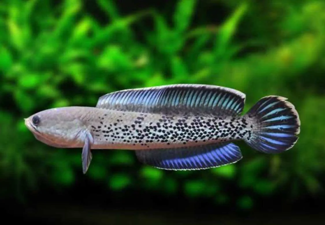 A colorful fish swimming in an underwater environment with green aquatic plants in the background.