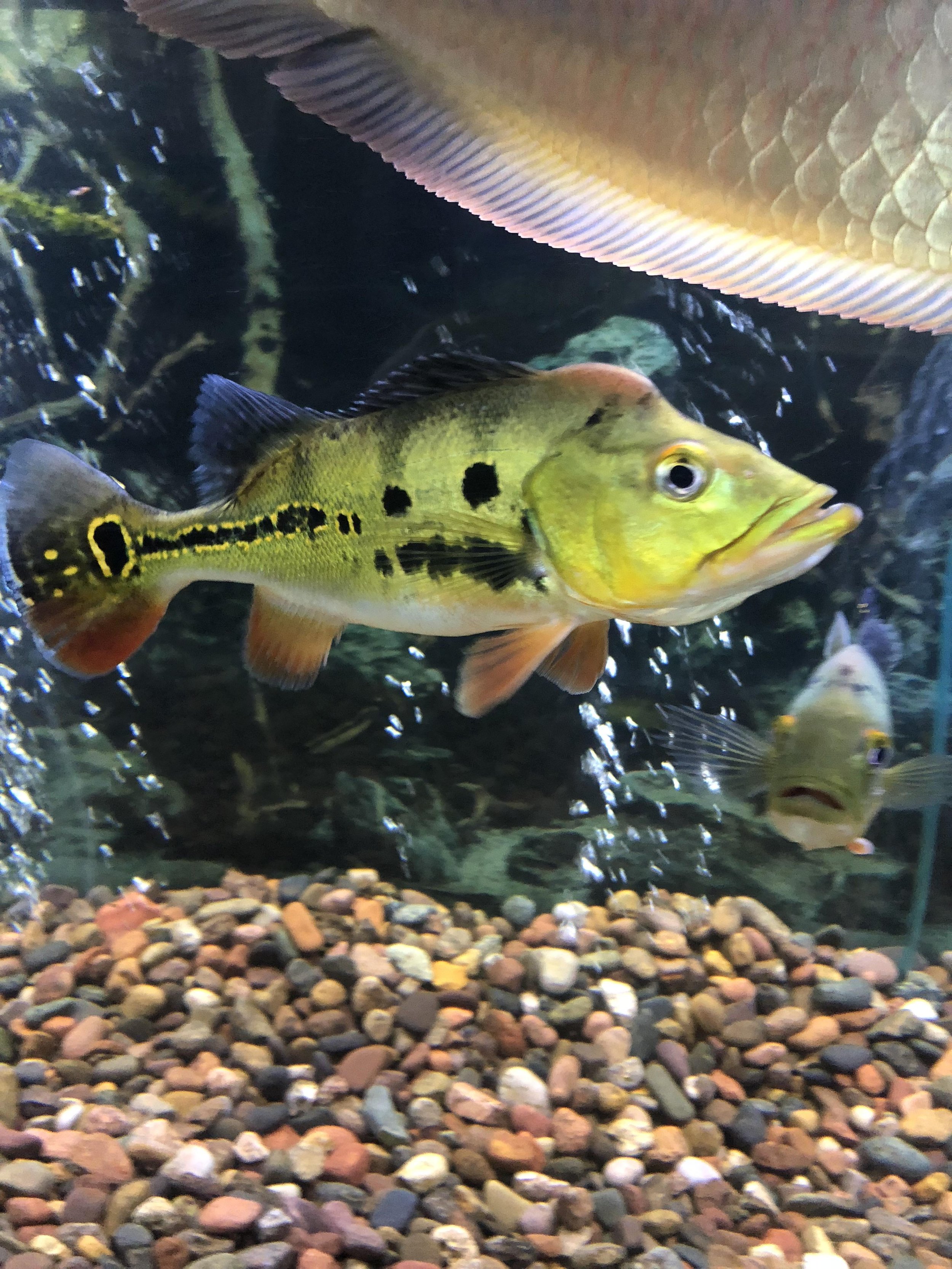 Colorful aquarium with yellow fish with black spots and orange fins swimming over small multicolored pebbles.