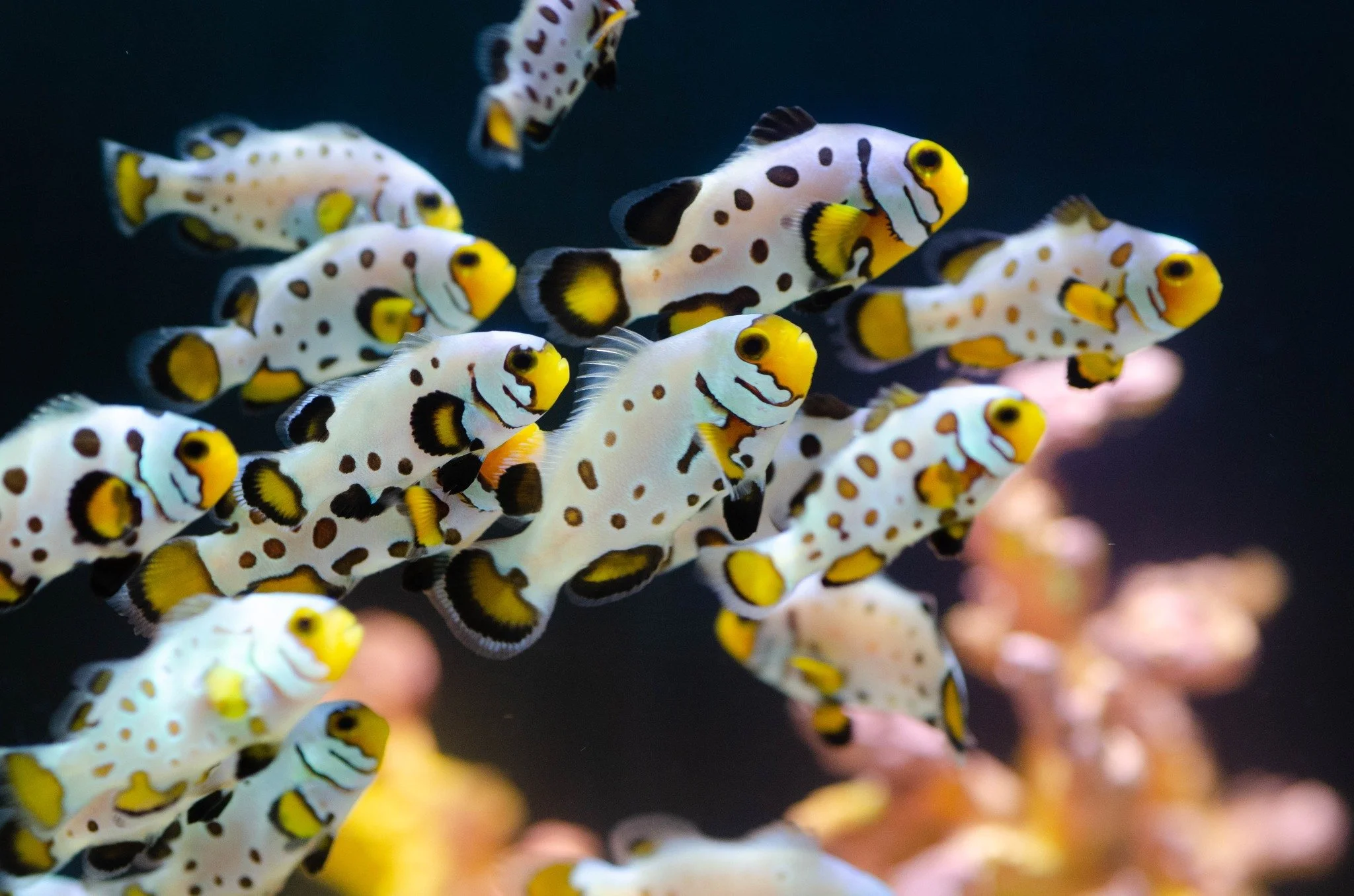 Orange storm Clownfish