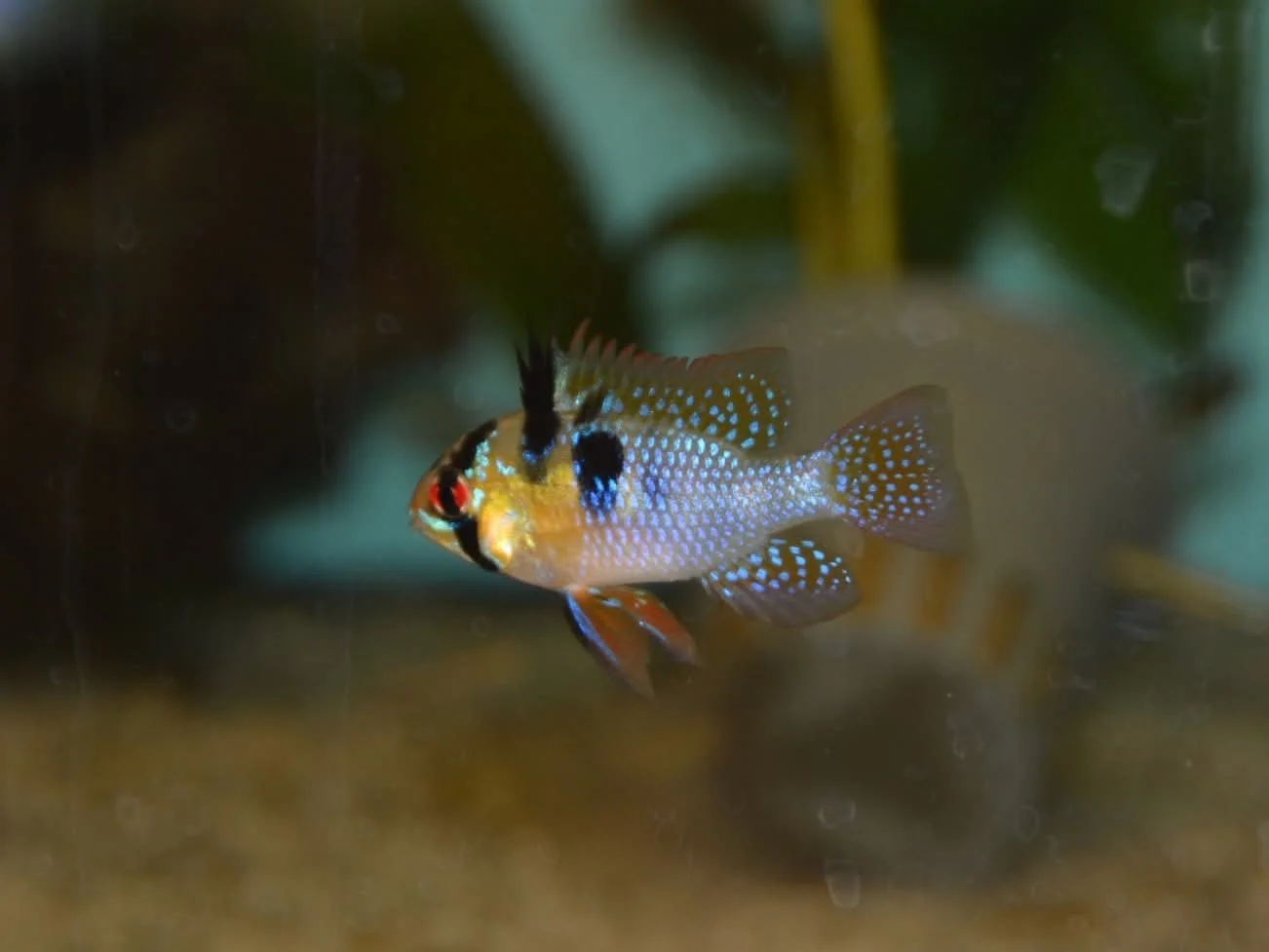 Colorful tropical fish swimming underwater surrounded by aquatic plants.