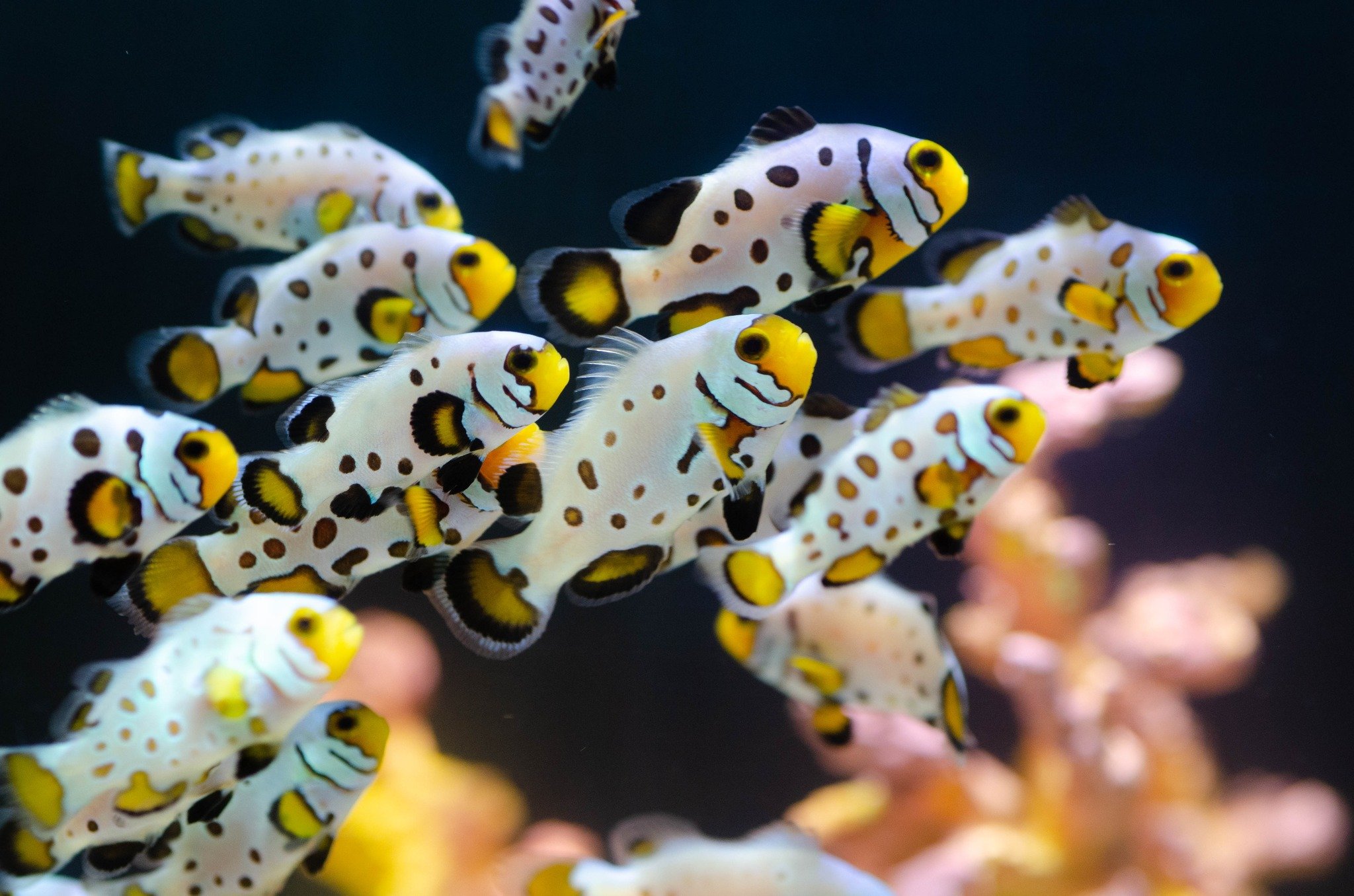 A school of colorful clownfish swimming underwater.