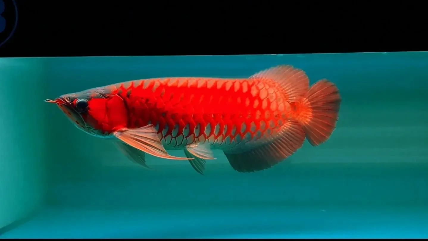 A brightly colored orange fish swimming inside an aquarium.