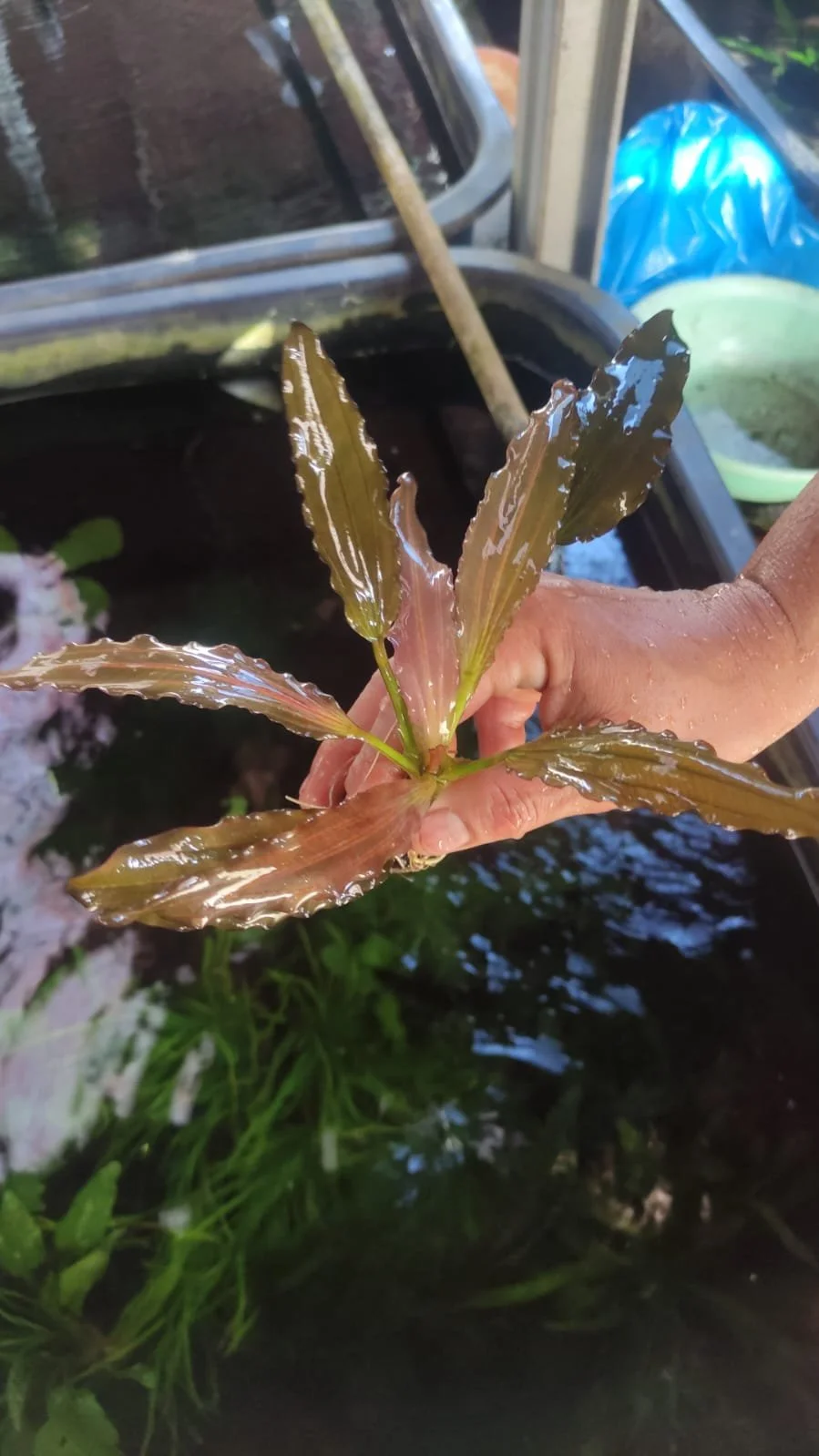 A hand holding a plant with glossy, brownish-green leaves above a water fountain or pond. Background shows a plastic bag and garden tools.