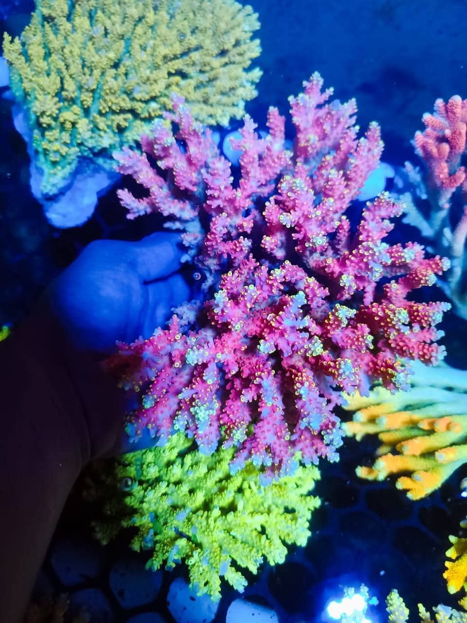 POTO Firestarter Acropora. 