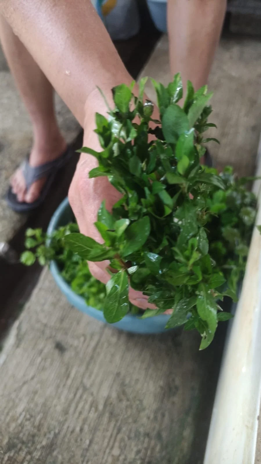 Person holding a potted plant with lush green leaves