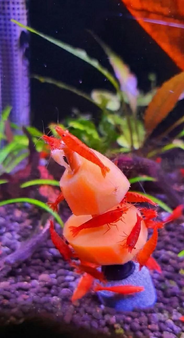 Multiple red cherry shrimp climbing on a small yellow and white coral-like structure in an aquatic environment with green plants and dark substrate.