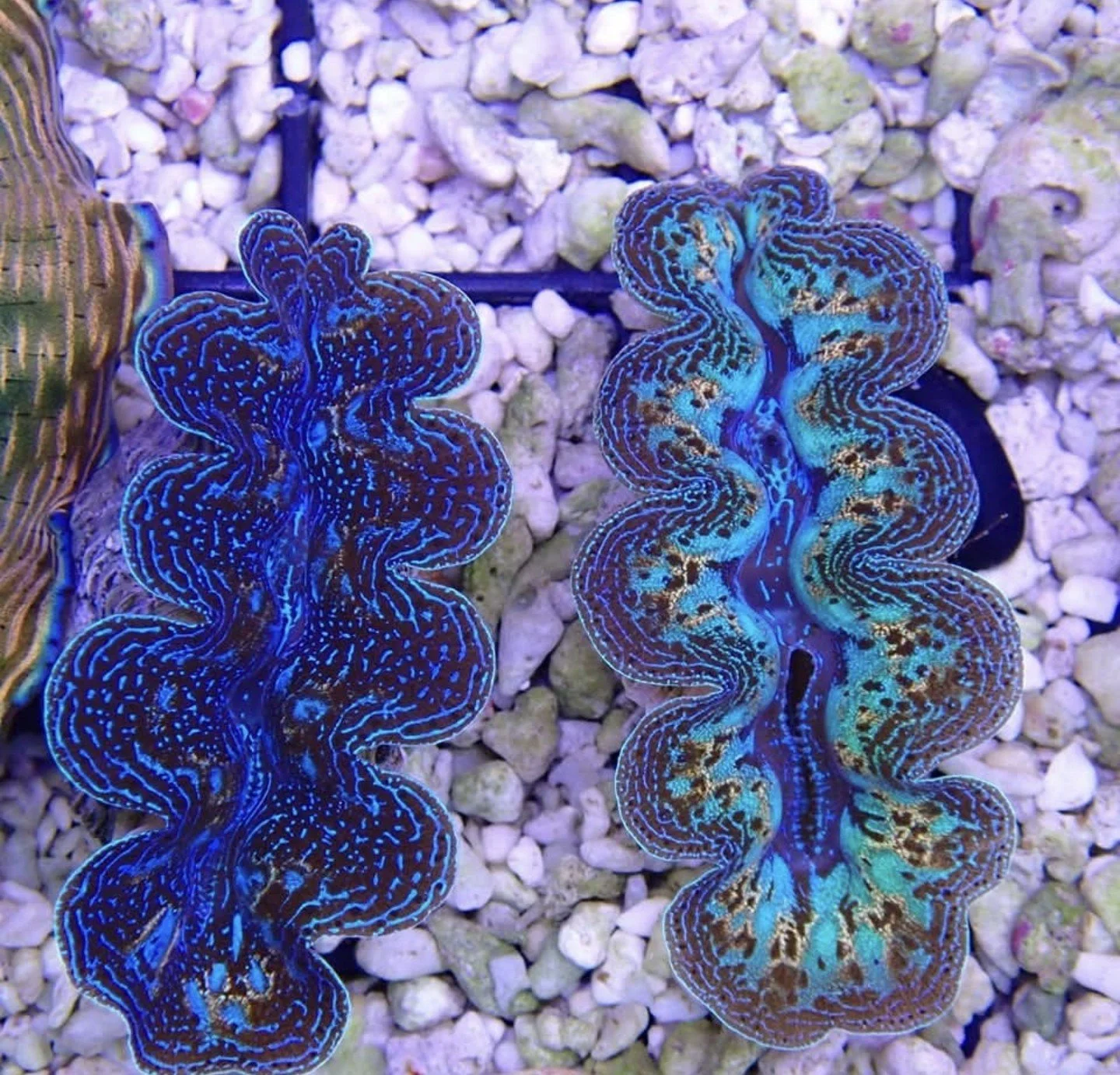 Two colorful giant clam shells with vibrant blue and green