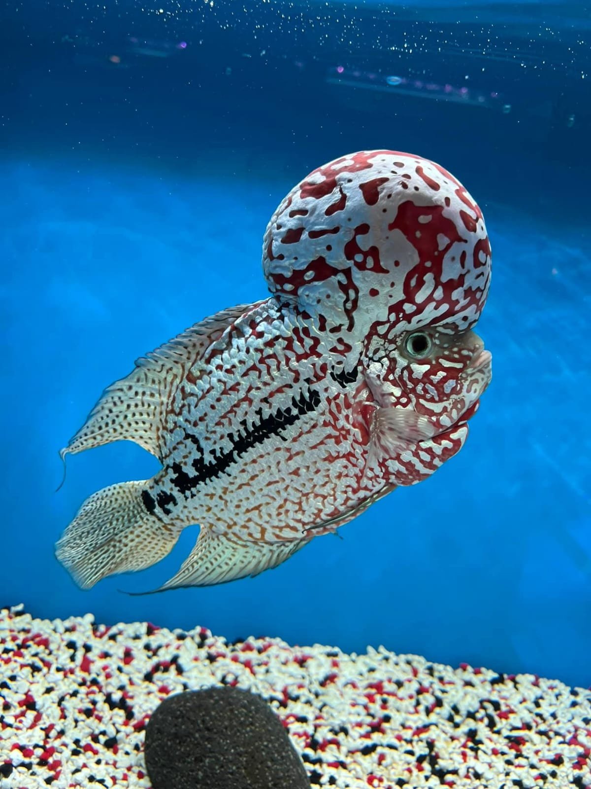 Colorful fish with a large, bulbous head, red and white pattern, swimming near the ocean floor with gravel and a black rock, against blue water background.