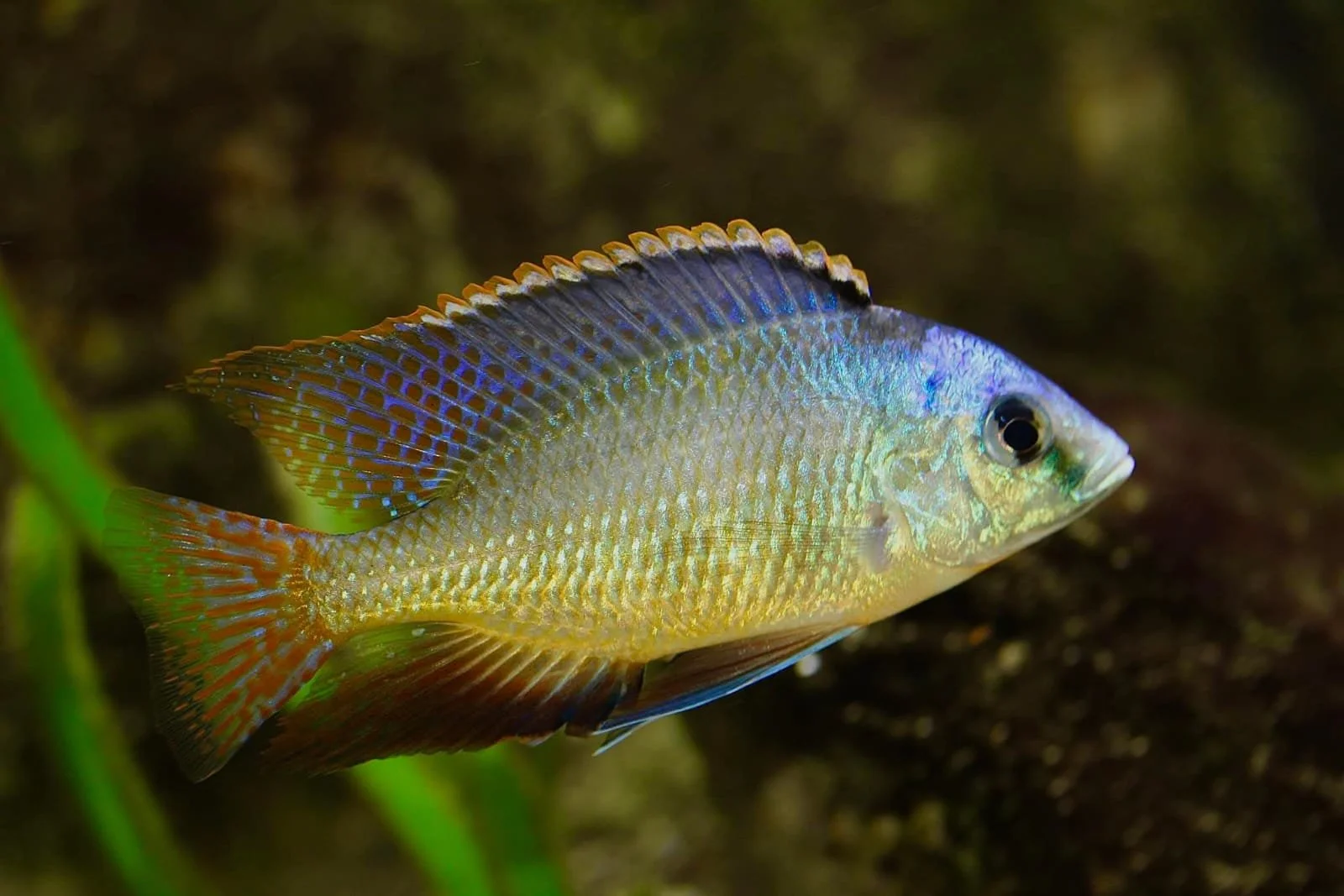 Protomelas cichlid