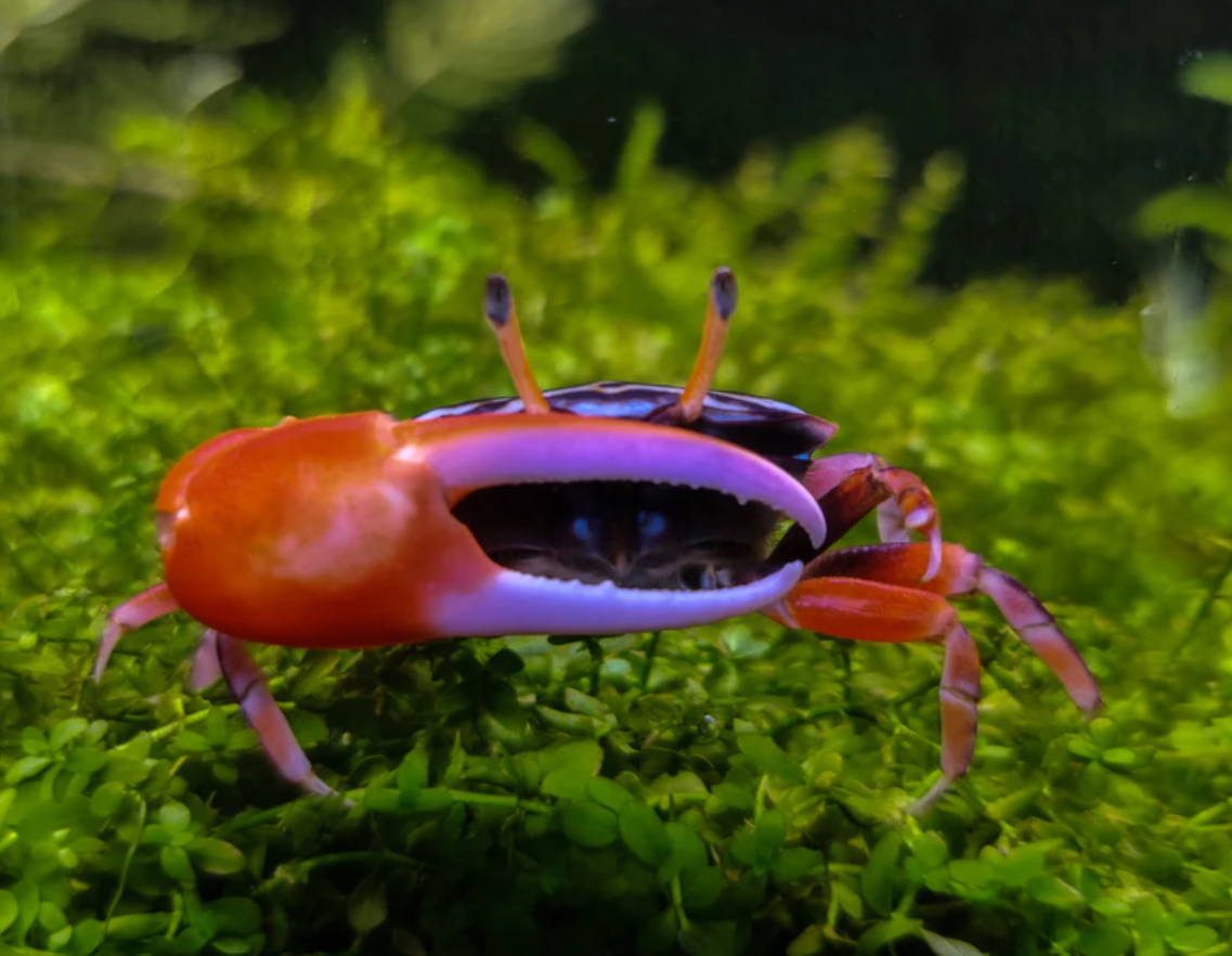 Crab with a hermit crab shell on its back, on green water plants.