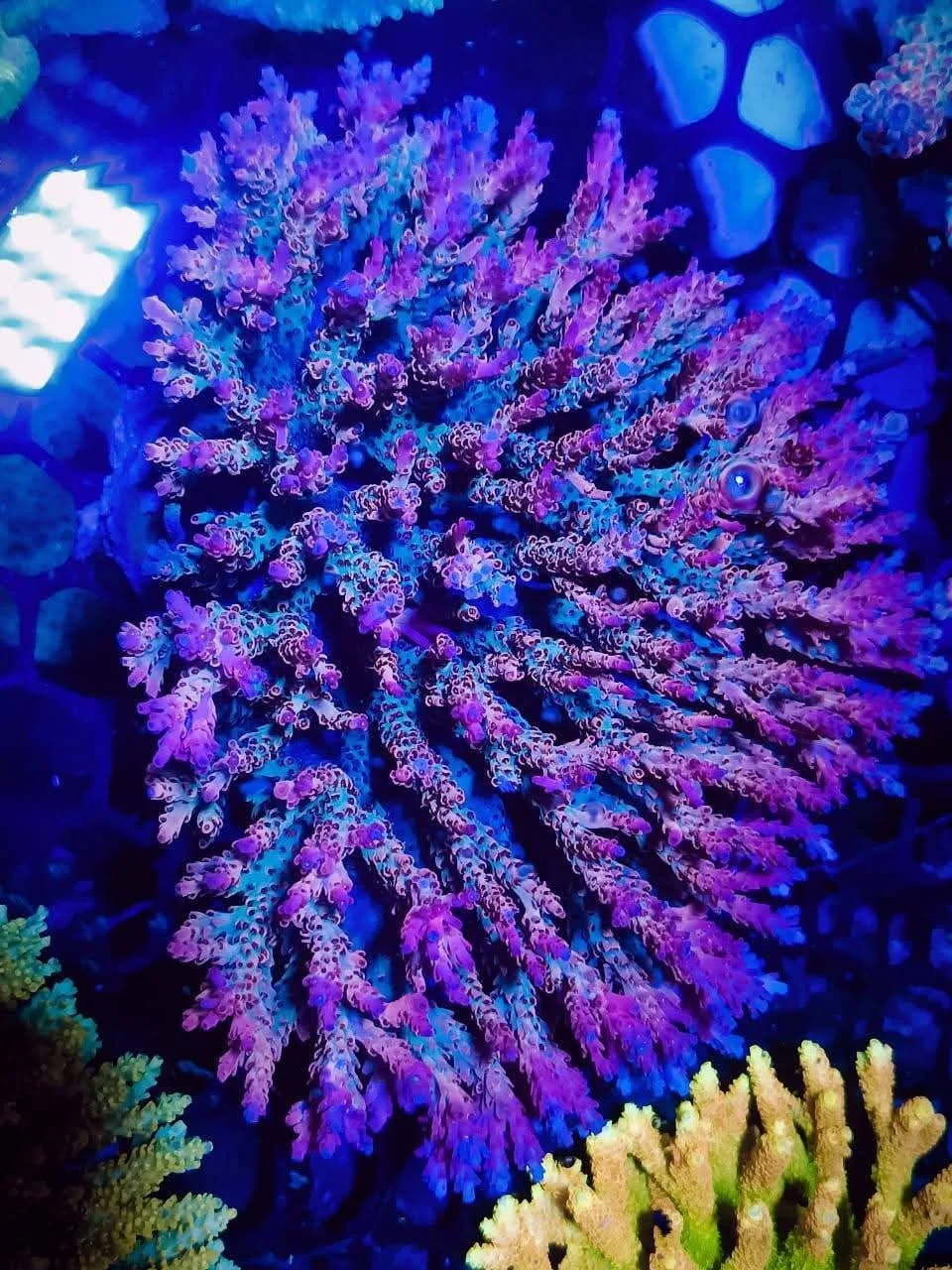 Colorful coral reef with purple, pink, yellow, and green coral under blue lighting.