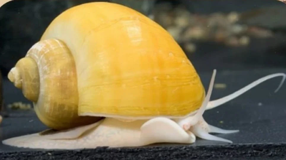 Golden Mystery Snail