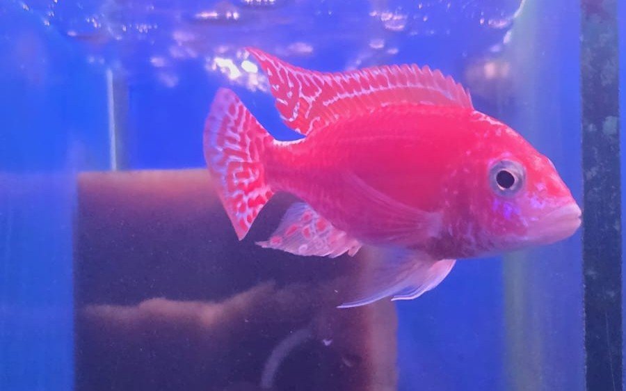 Strawberry Peacock Cichlid