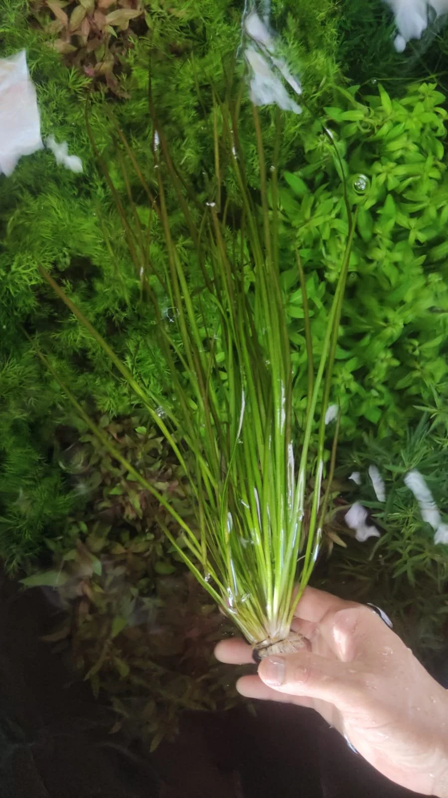 A hand holding a bunch of freshly harvested green chives with waves of water on the leaves, surrounded by various green plants.