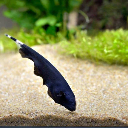 Close-up of a small black fish with a white tip on its tail, swimming in sandy water near some green plants.