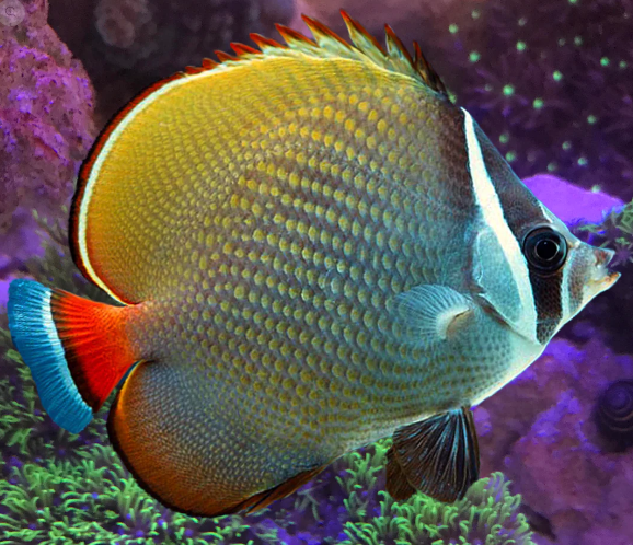 A colorful tropical fish swimming near coral and sea anemones