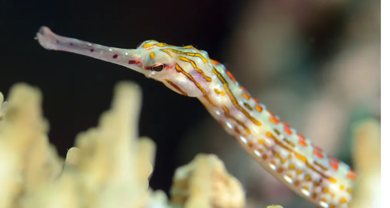 Close-up of a colorful juvenile spear-nosed eel 