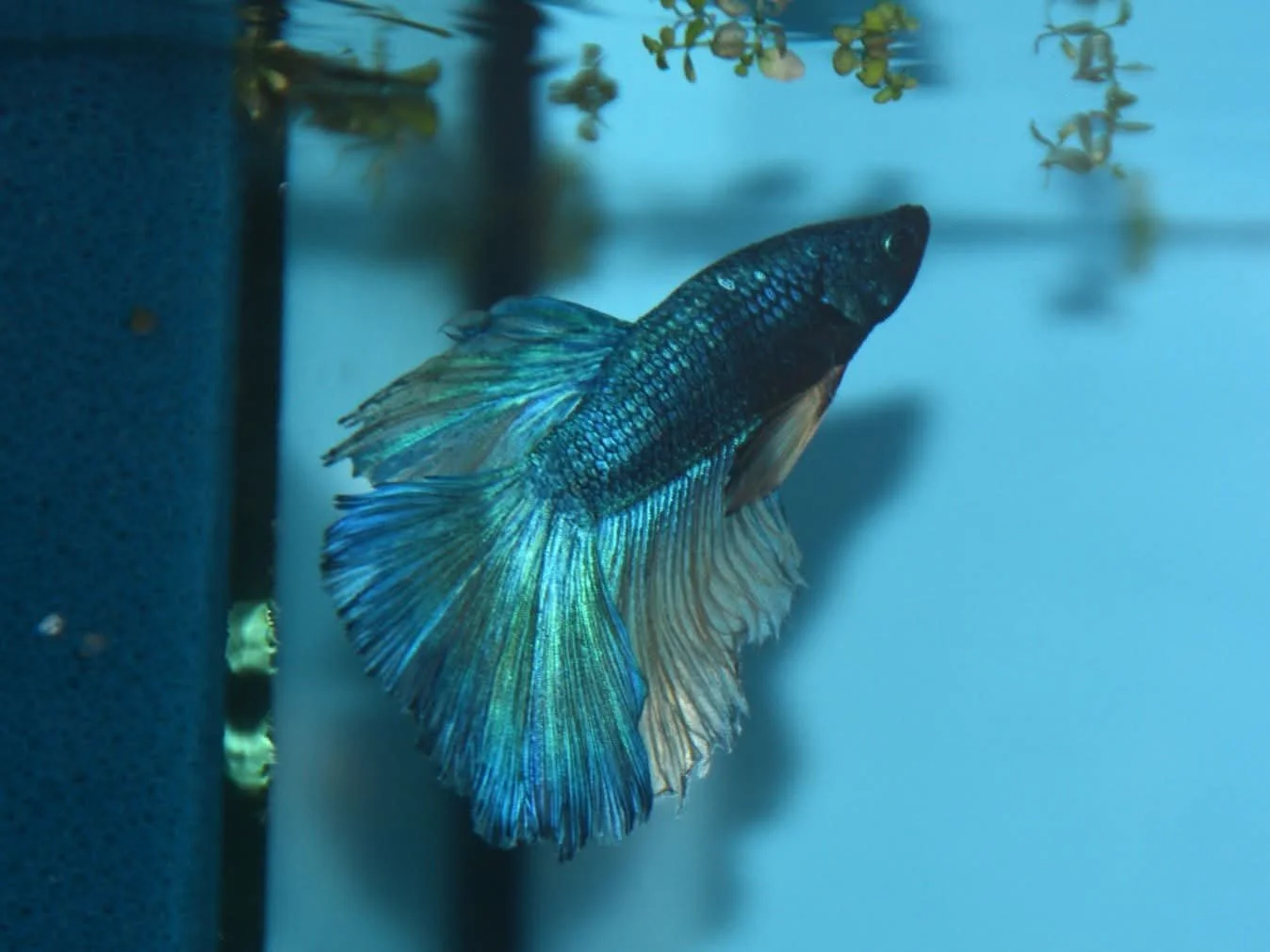 A blue and black betta fish swimming in an aquarium with aquatic plants in the background.