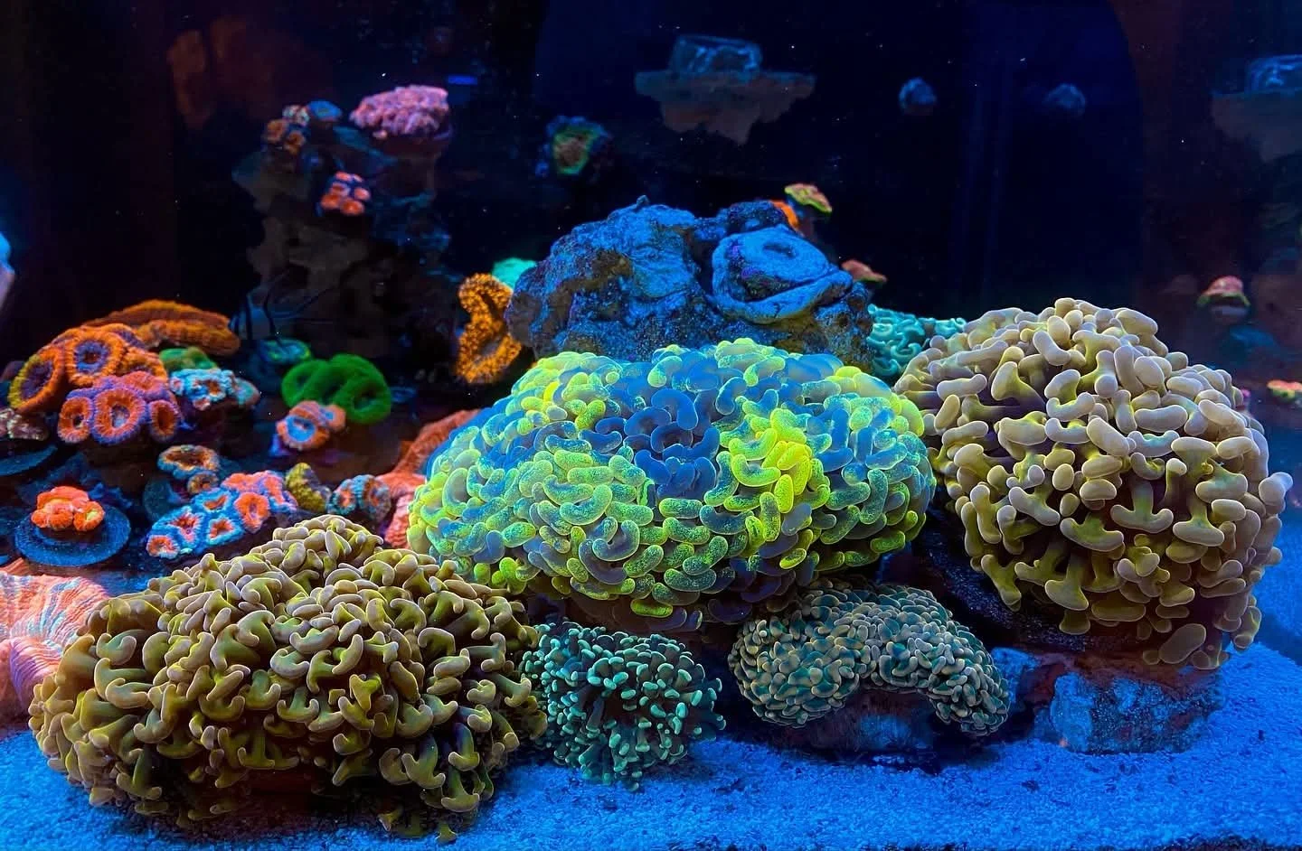 Colorful coral reef with various species of coral illuminated under blue light.