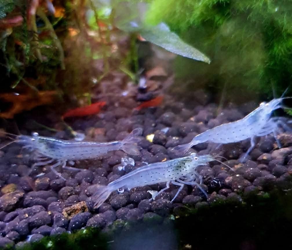 Several small, transparent shrimp with dark spots on their bodies moving on a gravel substrate in an aquarium with green aquatic plants.