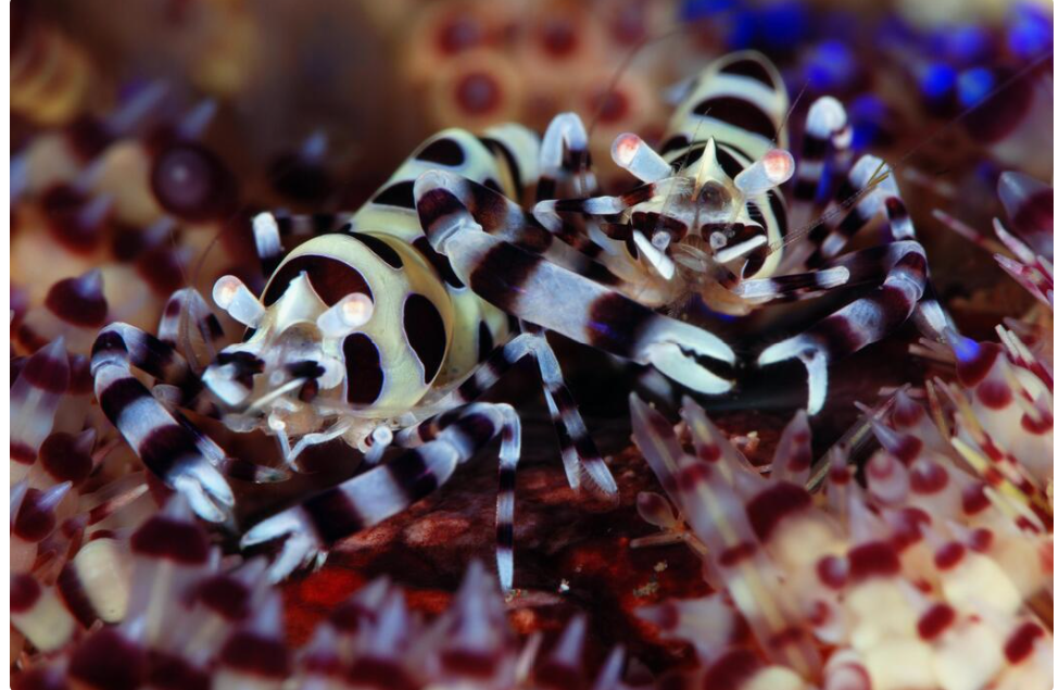 Close-up of a harlequin shrimp on a coral reef, surrounded by small red and white coral polyps.
