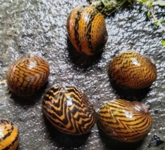 Nerite snails