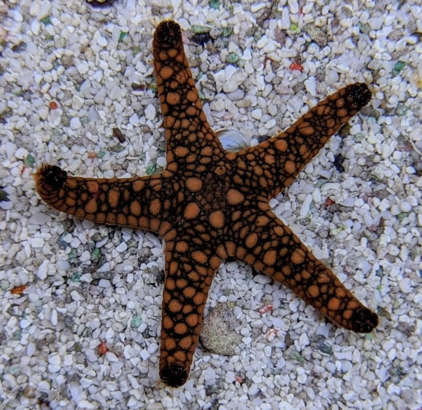 Bright orange starfish with black markings resting on white gravel.