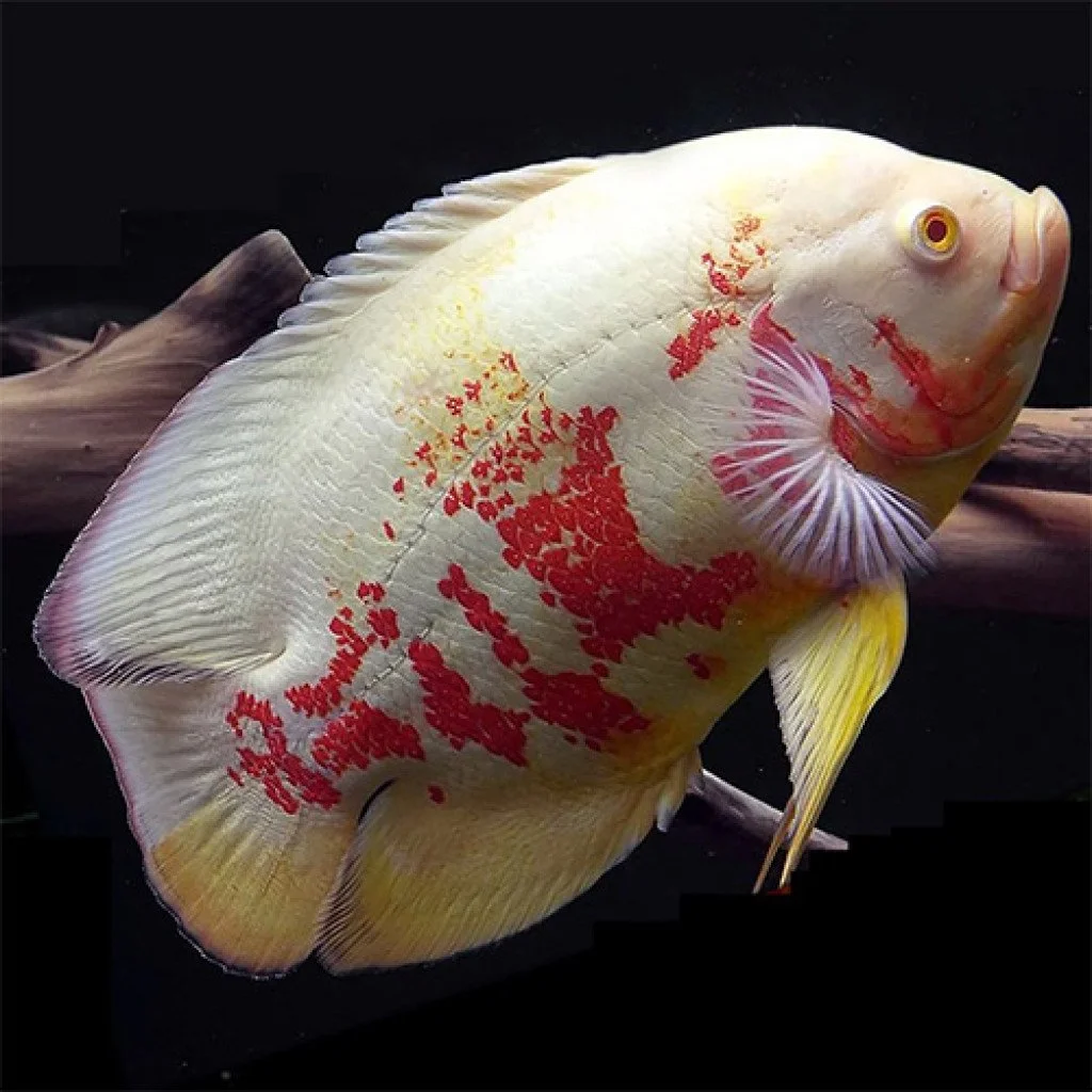 A close-up of a large, colorful fish with yellow and white skin and red markings, resting on a piece of driftwood against a dark background.