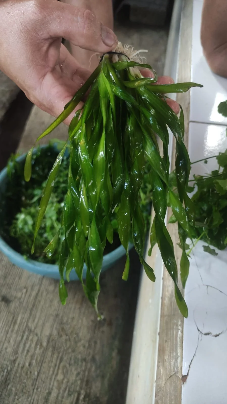 Person holding fresh green herbs, possibly cilantro, over a bowl of herbs on a wooden surface.