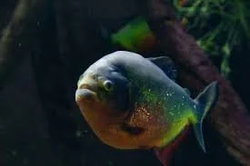 A colorful fish swimming in an aquatic environment with green plants and dark rocks in the background.