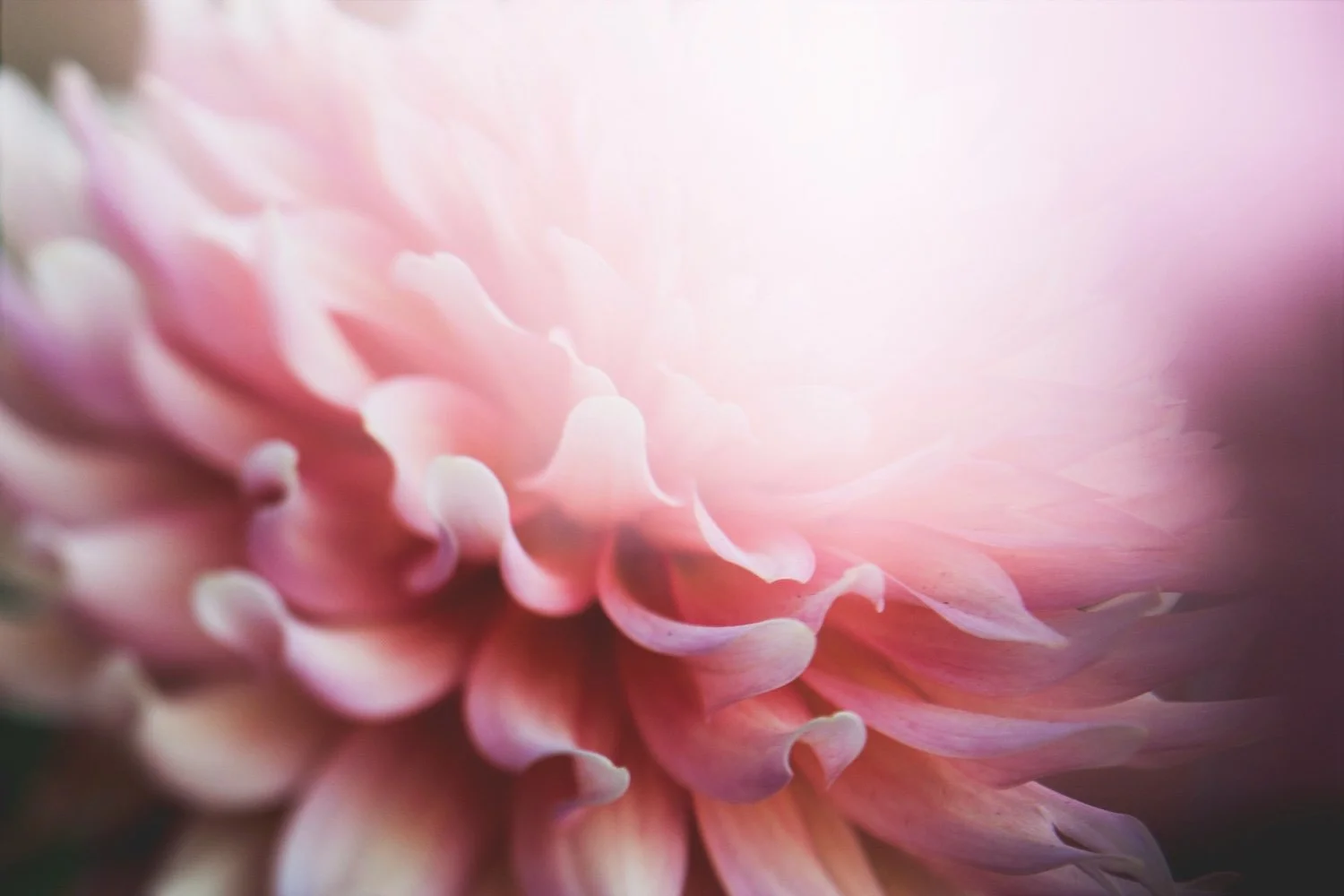 Close-up of a soft pink dahlia flower with layered petals.