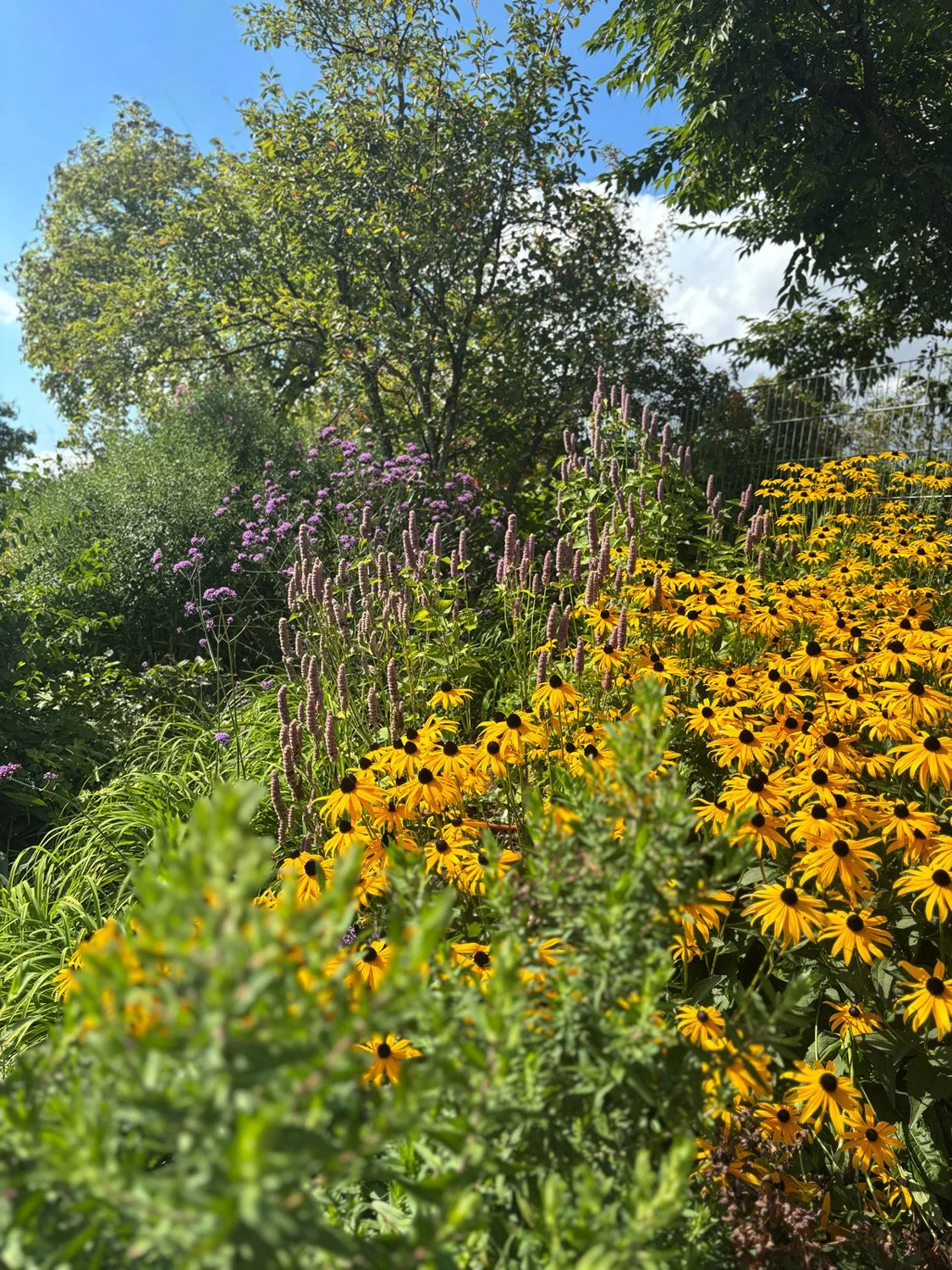 Bunte Blumen im Garten, darunter gelbe Blumen mit schwarzen Zentren und lila Blüten, umgeben von grünen Blättern und Bäumen bei sonnigem Himmel.