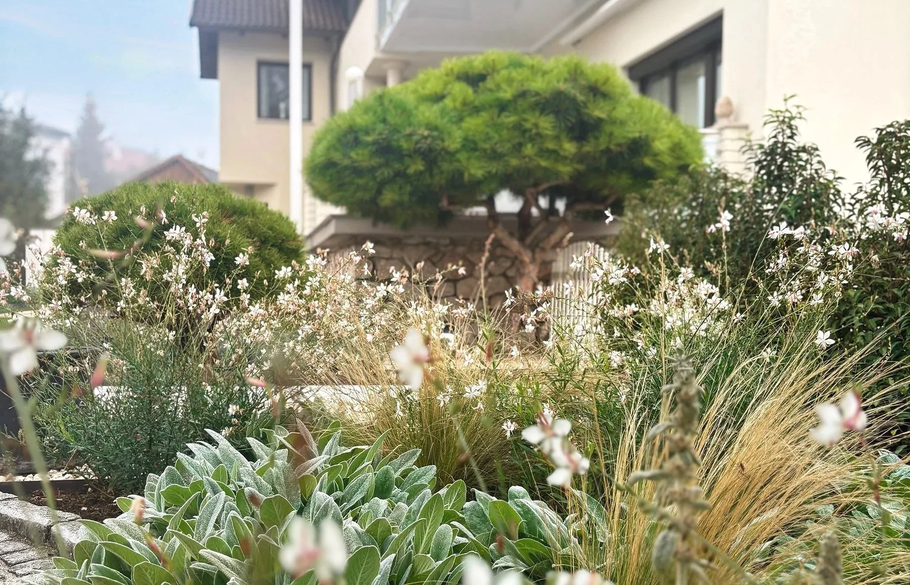 Garten mit einem großen, kugelförmigen, grünen Baum im Hintergrund und buntem Blumenbeet mit weißen und grünlichen Pflanzen im Vordergrund, in einer städtischen Nachbarschaft.