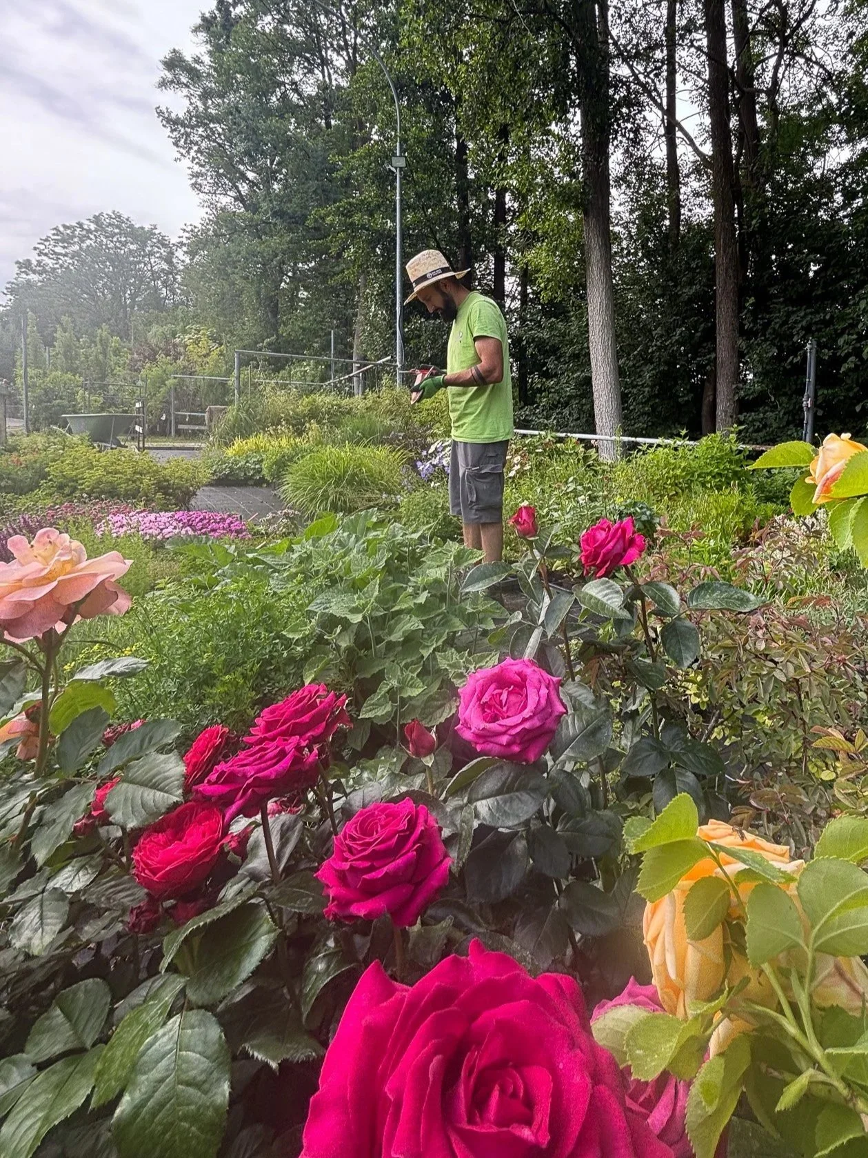 Mann in einem Park voller bunter Rosen, der auf seinem Smartphone schaut.