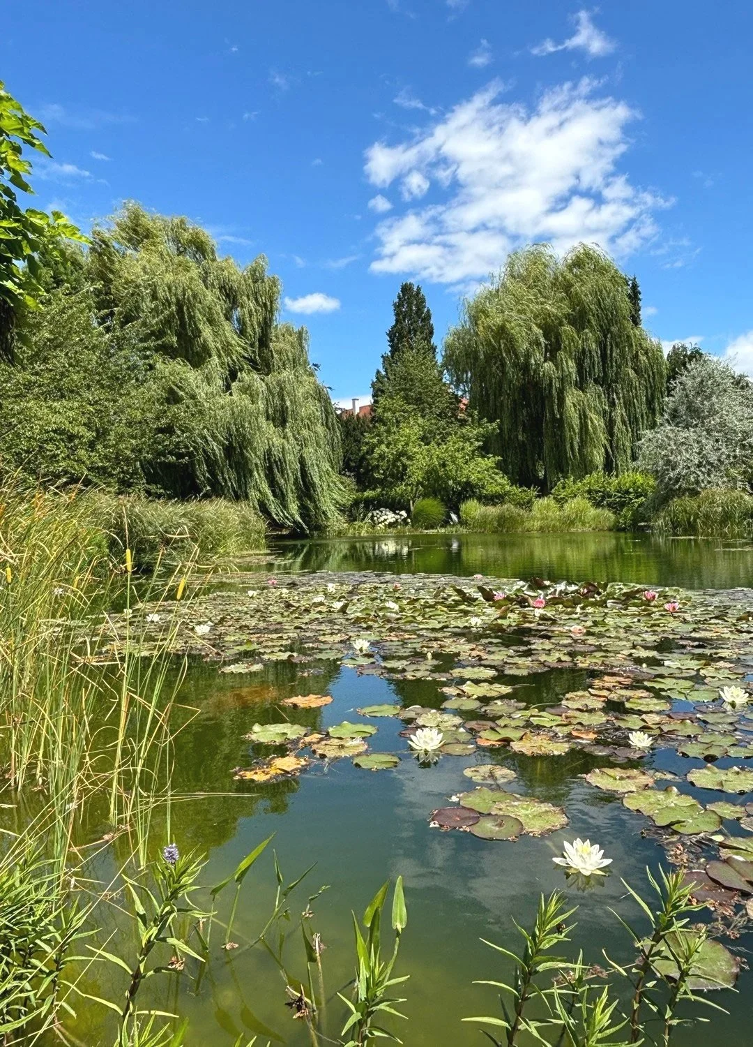 Ein idyllischer Teich mit Seerosen, umgeben von grünen Bäumen und Weiden unter einem blauen Himmel mit wenigen Wolken.