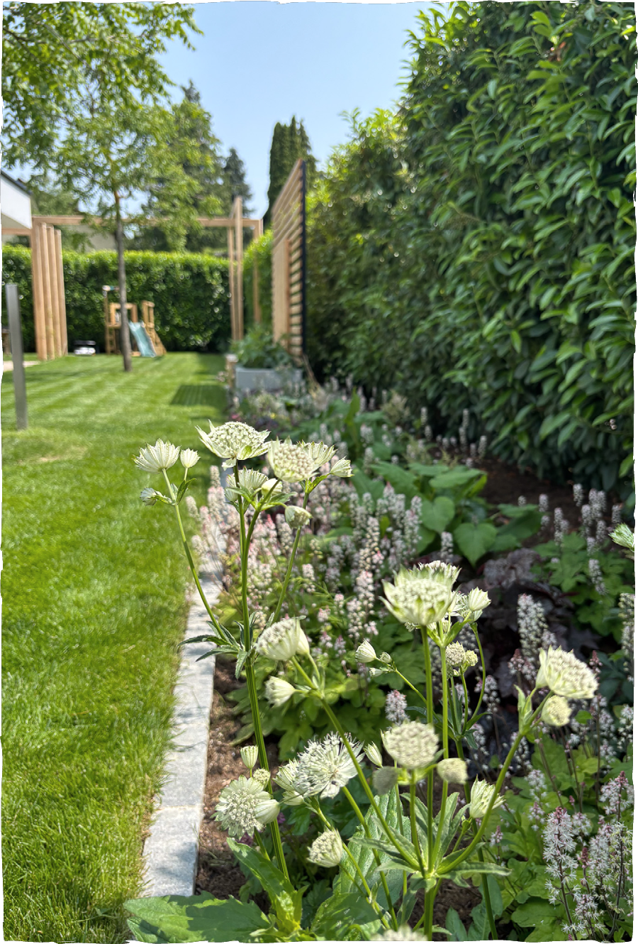 Garten mit grünem Rasen, Blumenbeet mit weißen und rosa Blumen, hohen Hecken und Bäumen im Hintergrund, blauer Himmel.