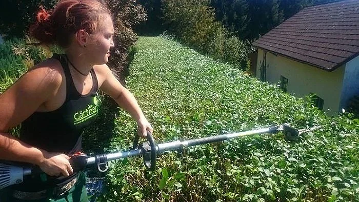 Gartenpflege — Ein Mädchen schneidet an einer dichten, grünen Hecke im Garten bei sonnigem Wetter.
