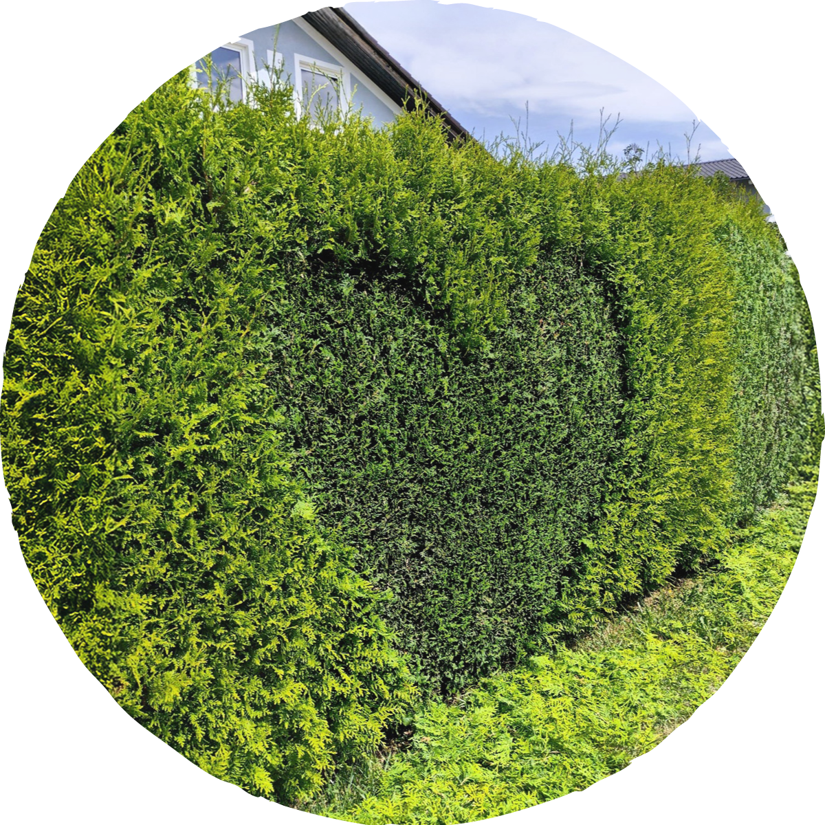 Ein Sichtschutz aus grünem Gartenstrauch vor einem Haus — Herz im Garten, Gartenliebe — die Gärtnerin