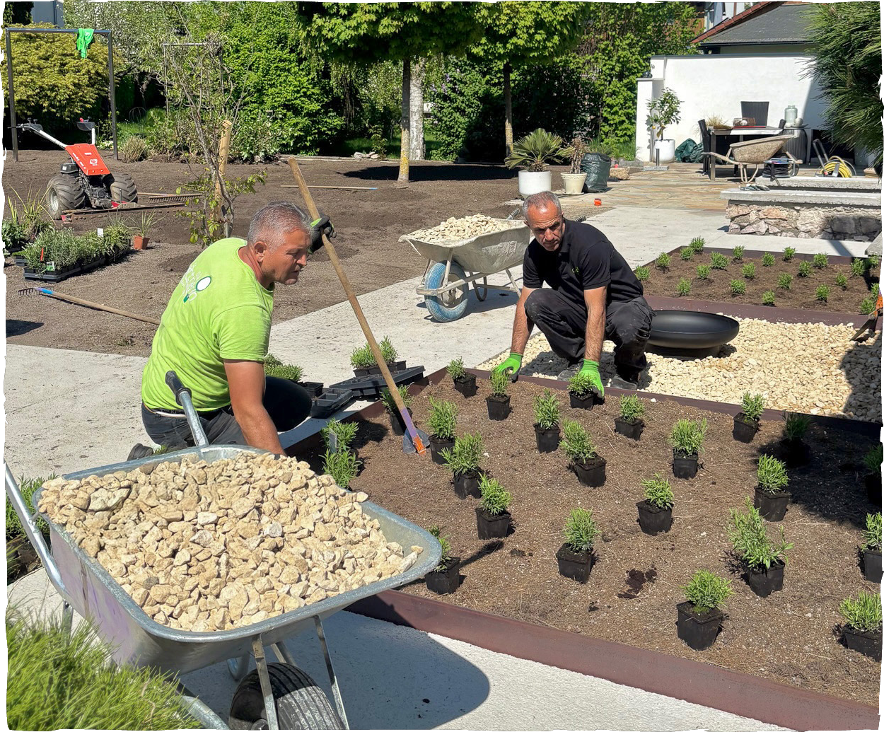 Zwei Männer pflanzen kleine Sträucher in einen Garten. Individuelle Gartengestaltung aus St. Valentin