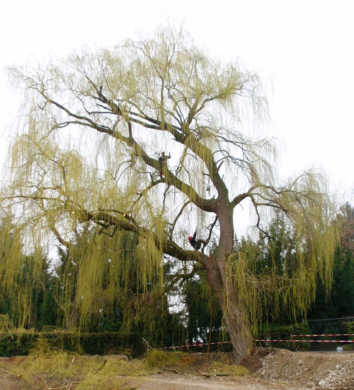 Baumpflege_mit_Seilklettertechnik_2.jpg