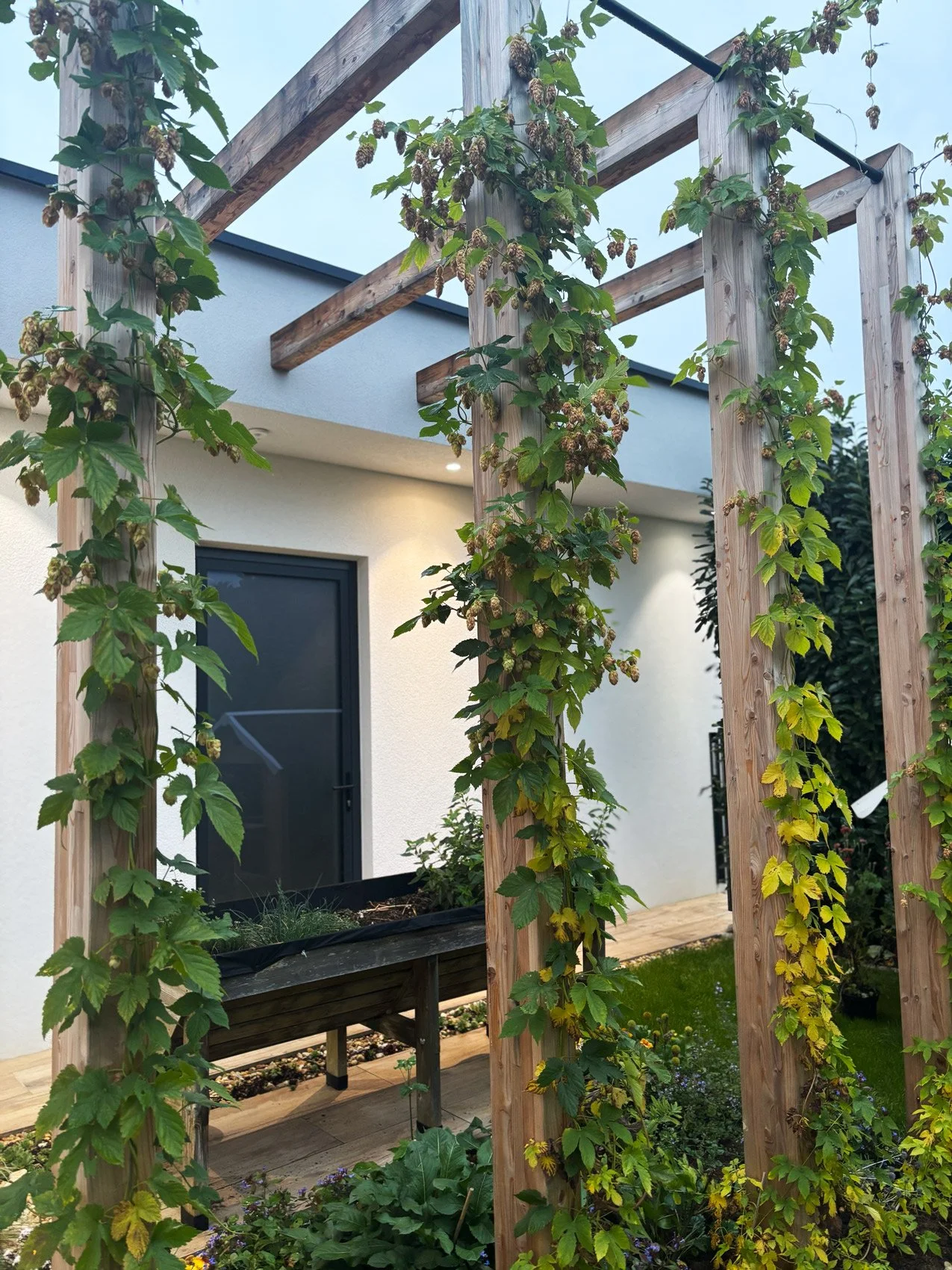 Garten mit Holzrahmen für Pflanzen, die Pflanzen wachsen an den Seiten des Rahmens, im Hintergrund eine moderne weiße Hauswand mit schwarzem Tür sowie ein bewölkter Himmel.