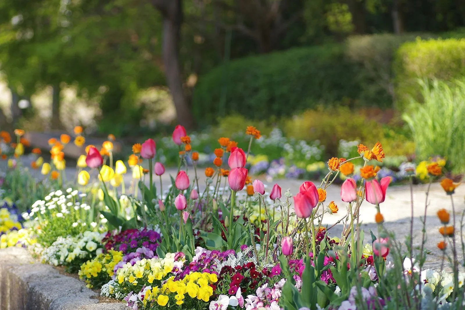 Bunte Frühlingsblumen in einem Garten, mit Tulpen, Stiefmütterchen und anderen Blumen, im Hintergrund Bäume und grüne Büsche, sonniger Tag.