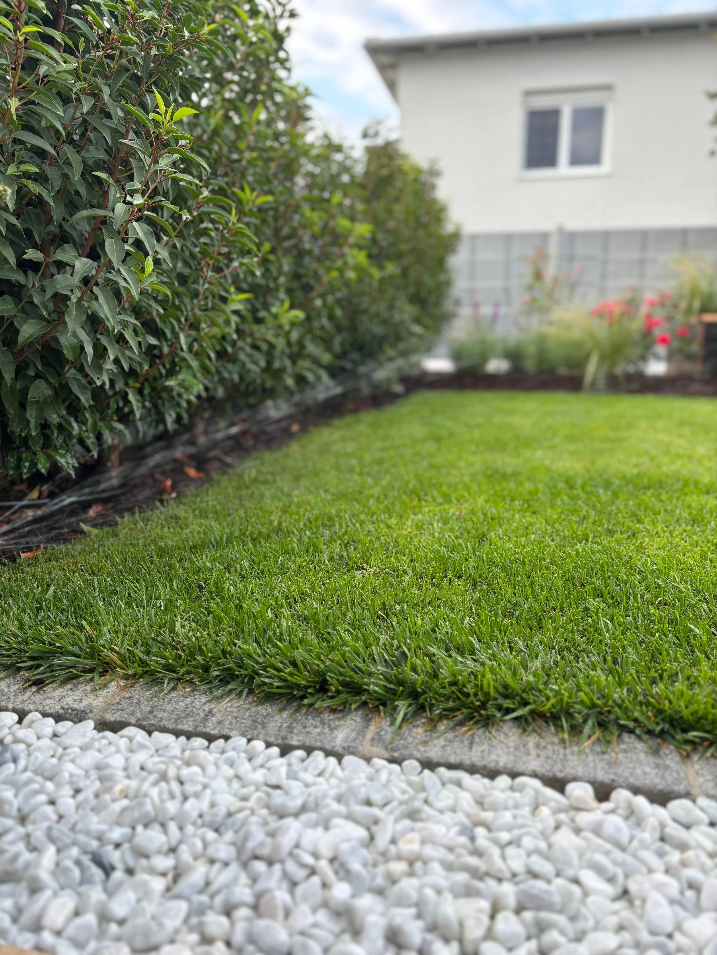 Garten mit grünem Rasen, weißen Kieselsteinen im Vordergrund, Hecke an der Seite und Blumen im Hintergrund.