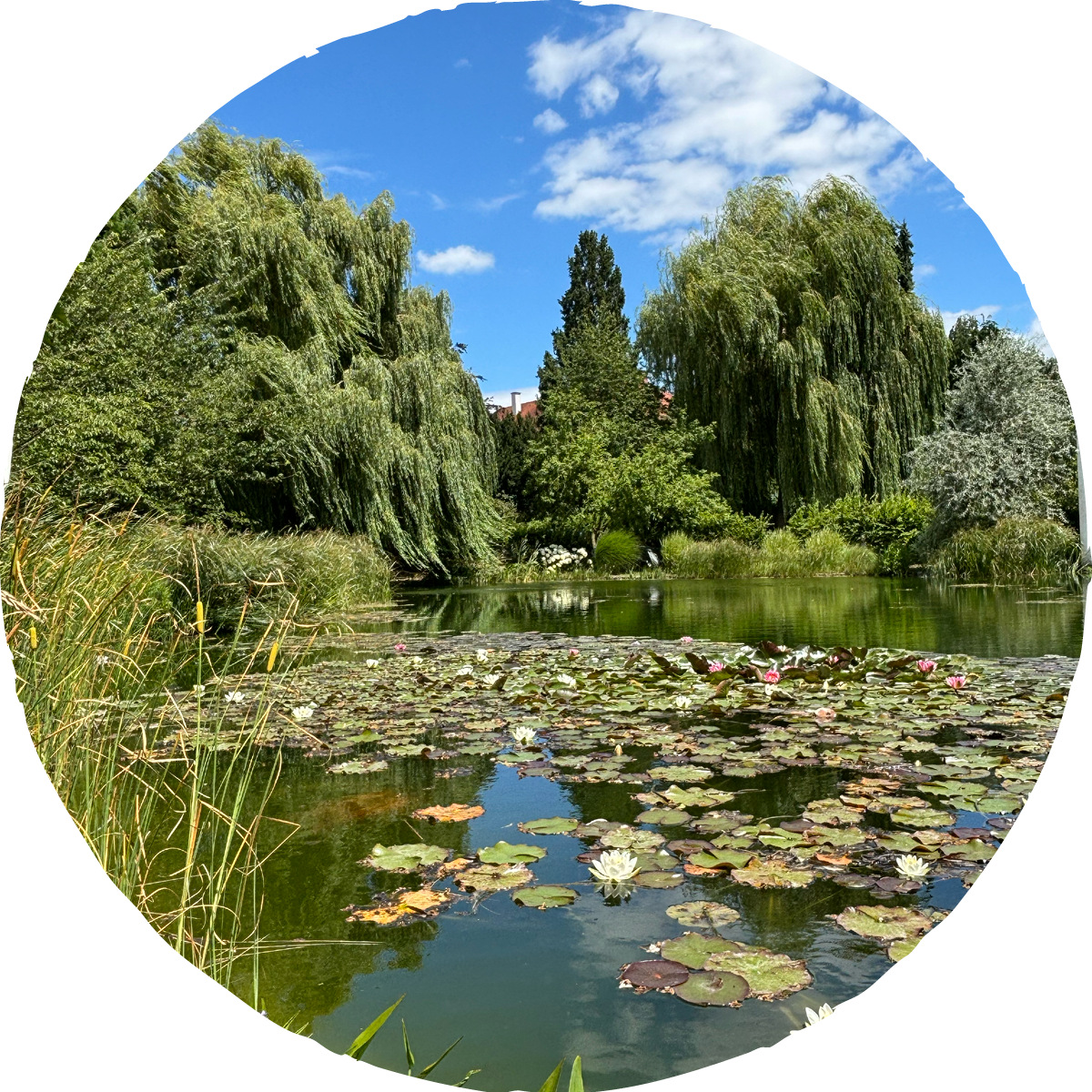 Ein idyllischer Teich mit Seerosen und Wasserlinsen, umgeben von grünen Bäumen und einem blauen Himmel mit wenigen Wolken.