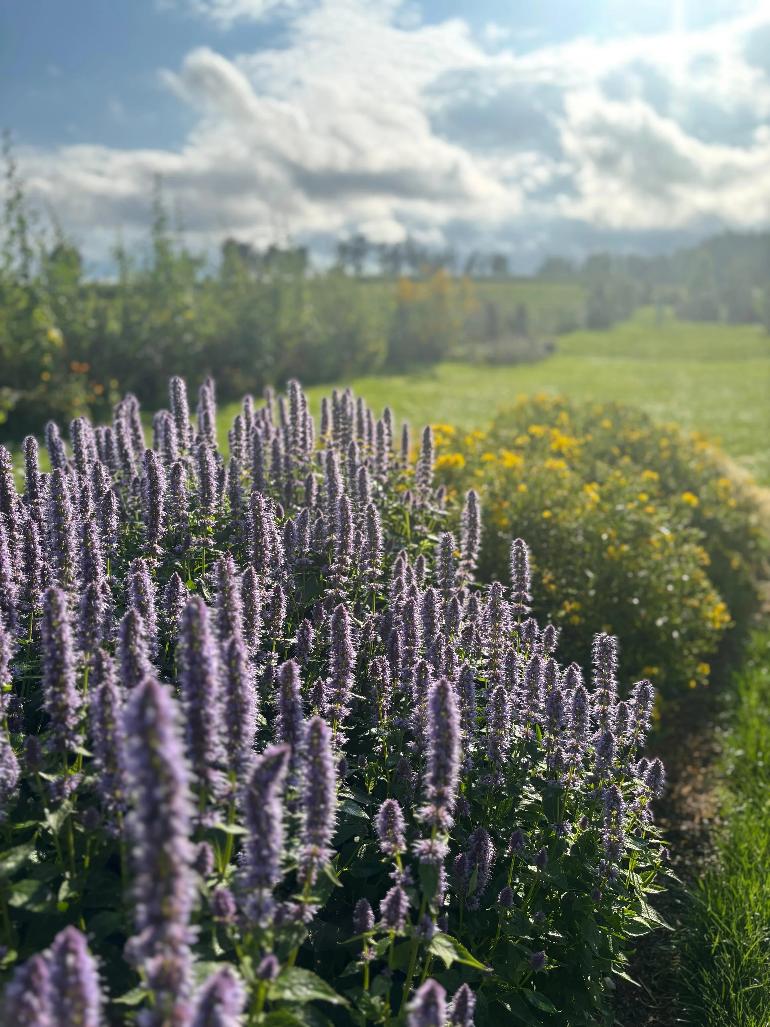 Gartenfreude — Bunte Blumenwiese mit violetter Blume im Vordergrund, grünem Feld, Bäumen und Wolken im Himmel im Hintergrund, sonniger Tag.