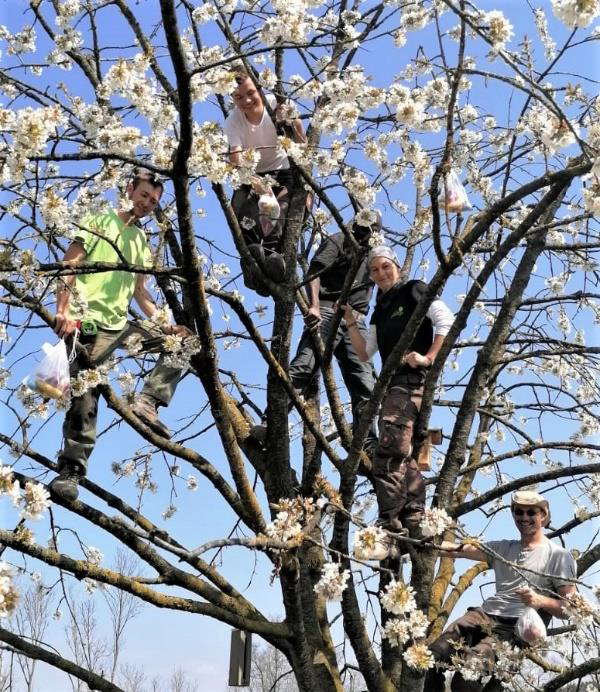 Menschen klettern in einem blühenden Baum mit weißen Blumen, einige halten Einkaufstüten.