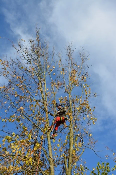 Ein Kletterer in einem Baum während des Tages, mit blauer Himmel und Wolken im Hintergrund.