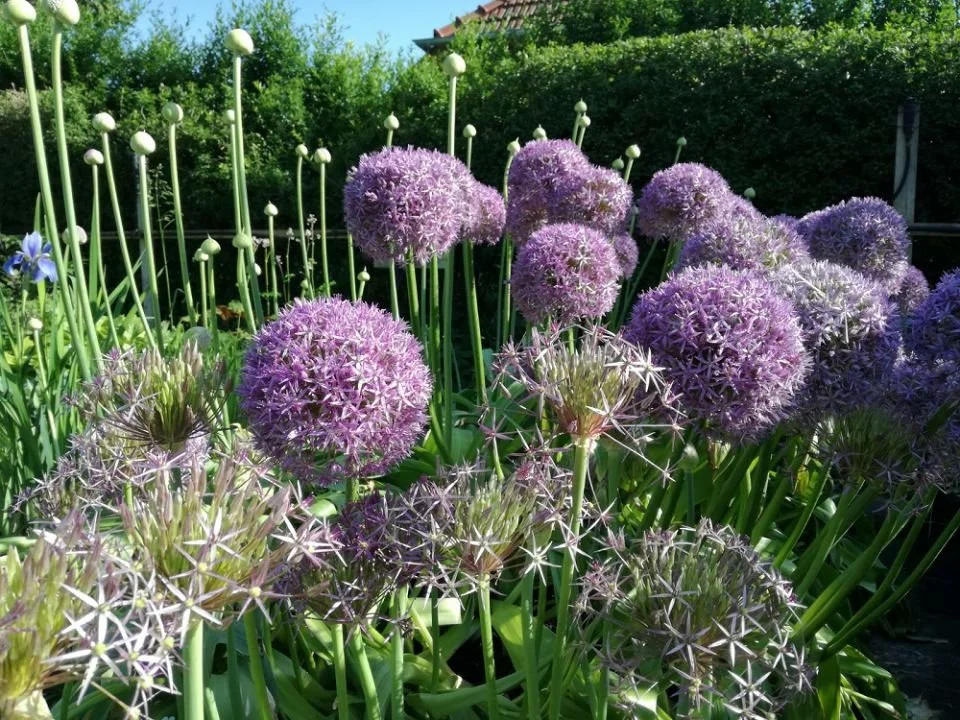 Bunte Gartenblumen mit großen lila Kugelblüten und Stacheln, im Hintergrund grüne Bäume und ein Himmel.