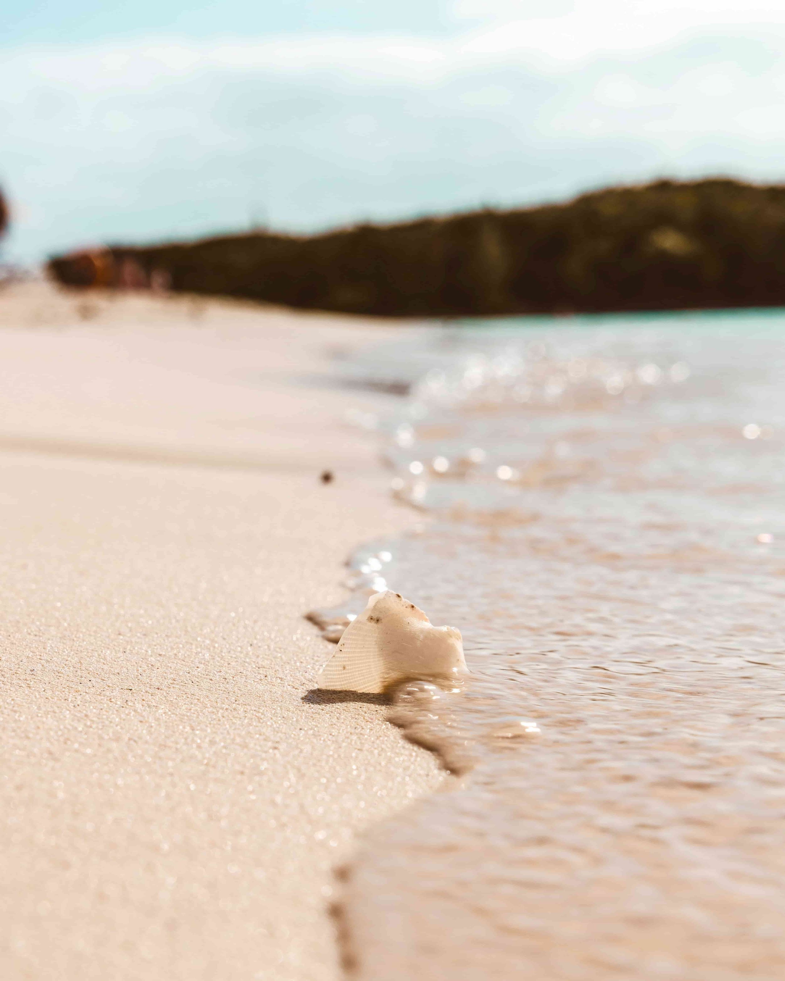 Close-up view of a seashell on a sandy beach with gentle waves washing ashore, blurred background with rocks and cloudy sky.