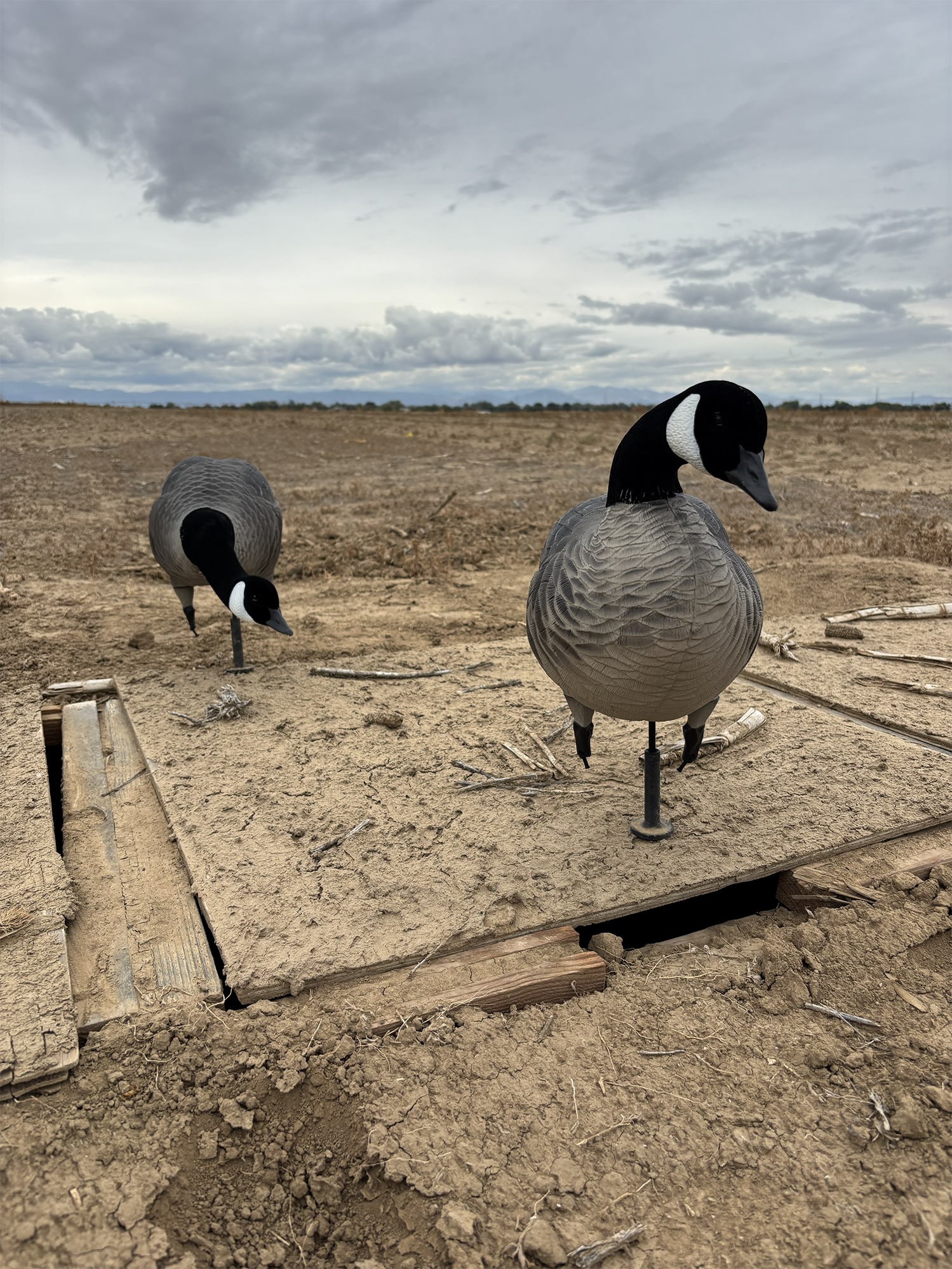 Decoy Dock with Decoys.png
